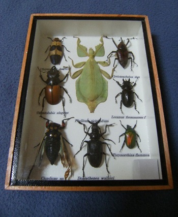 Boite divers insectes pour collectionneur (1) - Déco