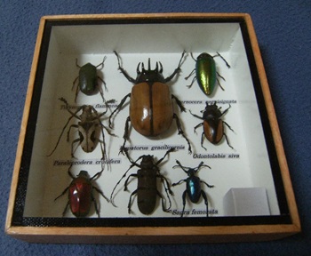 Boite divers insectes pour collectionneur (3) - Déco